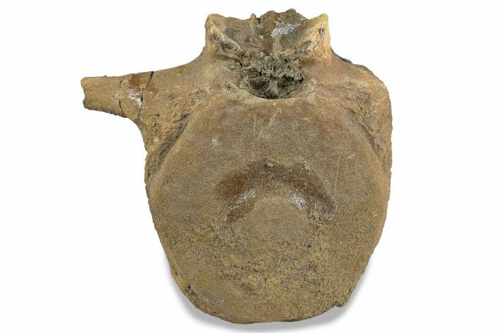 Hadrosaur (Edmontosaurus) Anterior Caudal Vertebra - South Dakota #243612